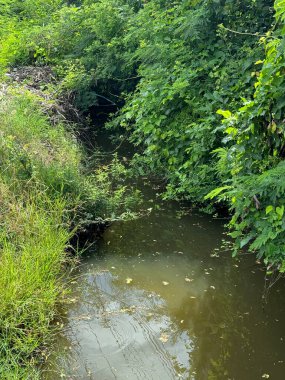Ormanda yeşil çimenler ve su