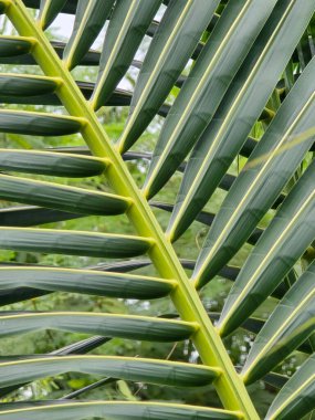 Hindistan cevizi ağacının yeşil yaprağı