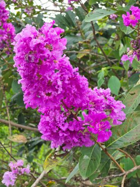 Lagerstroemia speciosa flower in nature garden clipart