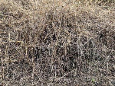 Kurumuş ve biçilmemiş otlar..