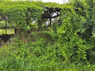 Ormanda terk edilmiş eski bir ev.