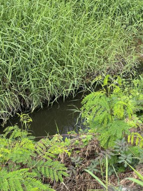 Ormanda yeşil çimenler