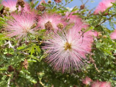 pink Calliandra Haematocephala flowers in the garden clipart