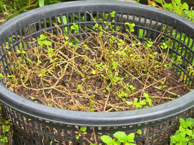 Bahçe yeşil nane bitkileriyle dolu..