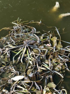 Kirli su birikintisi ile kirli su yüzeyi