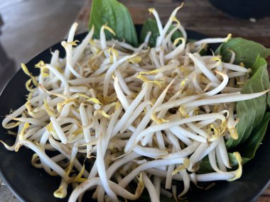 Fesleğen yapraklı taze fasulye filizi.