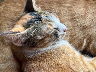 Kedi yerde yatıyor.