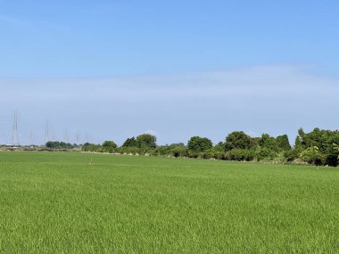 Tayland 'daki pirinç tarlası