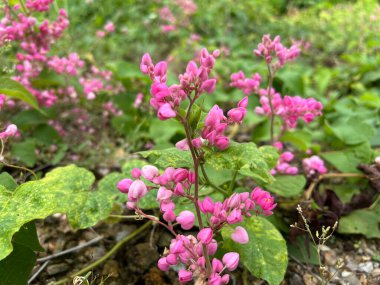 Antigonon leptopus or Mexican creeper or Bee bush or Corol vine or San Miguelito vine or Chain of love flowers. clipart