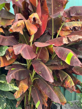 Bahçedeki muz bitkisi