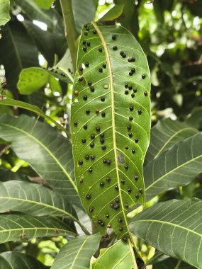 Bahçede mango yaprakları üzerinde patojenler