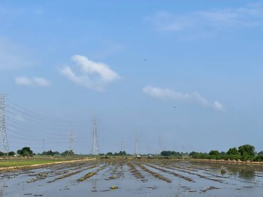 Kırsalda pirinç tarlası