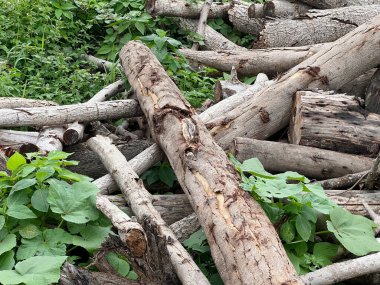 Bir yığın odun yığını