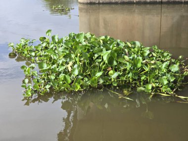 water hyacinth plant in the river clipart