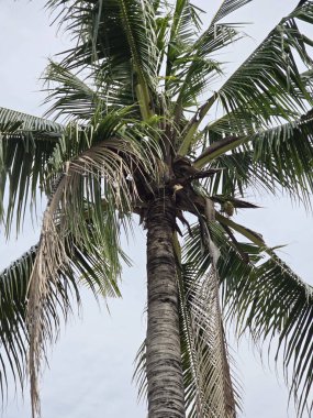 Hindistan cevizi ağacı gökyüzü