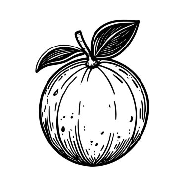 Portakal meyvesinin el çizimi çizimi. resimleme.