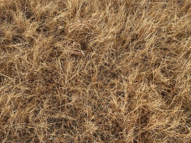 tarladaki kuru otlar