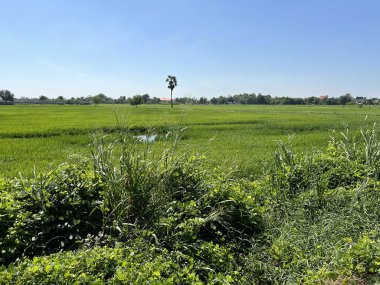 kırsal alanda yeşil pirinç