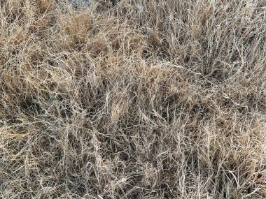 Kuru çimen dokusu arkaplanı