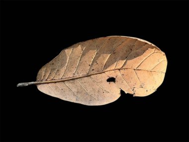 Beyaz arkaplanda yaprak izole edildi