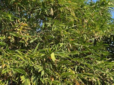 Yeşil yapraklı bambu dalları