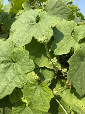 Doğa bahçesinde kış karpuzu bitkisi