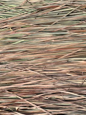 Limon otu yaprağı dokusu arkaplanını kapat