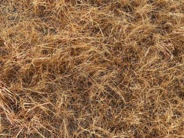 tarlada kuru ot, tarım