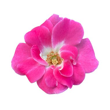 Beyaz izole kırmızı gül çiçek