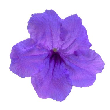 beyaz arkaplanda izole edilmiş mor yakut tüberosa çiçeği