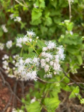 beautiful white Chromolaena odorata flowers in the garden clipart