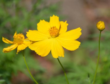 Doğada yeşil yapraklı sarı bir kozmos çiçeğine yakın.