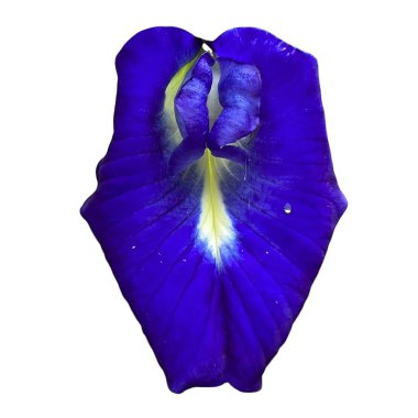 güzel mavi kelebek bezelye çiçeği beyaz arka planda izole.