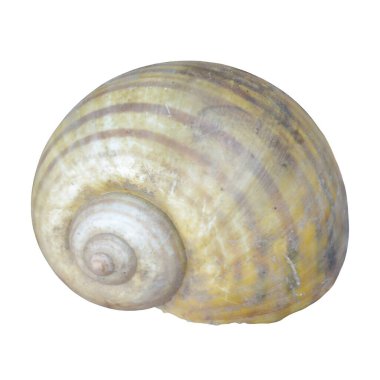 pond snail on the white background clipart