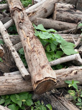 Bahçedeki eski ağaç kütüğü 