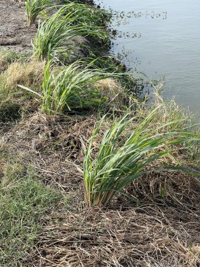 Sahilde yeşil limon çimeni
