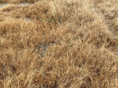 tarladaki kuru otlar