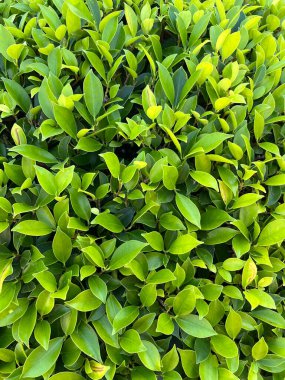 green banyan leaves in the garden
