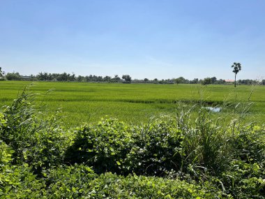 Kırsaldaki yeşil çeltik tarlası