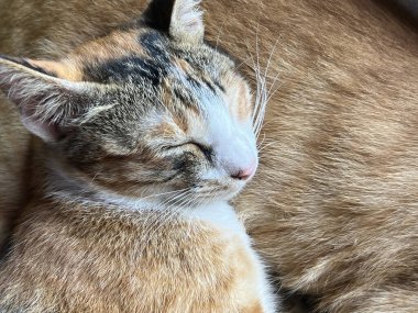 Kedi kanepede uyuyor.