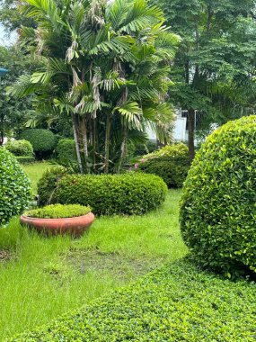 Bahçede yeşil yapraklar ve yeşil çimenler