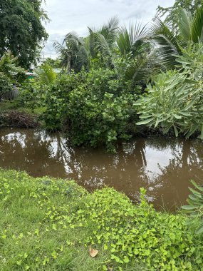Ormanda yeşil bitkiler ve ağaçlar
