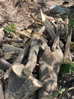 Yerde tahta kütükler var.