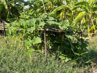 Bahçedeki yeşil Benincasa yaprağı