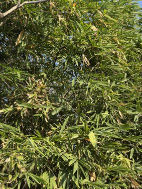 Bahçedeki bir bambu ağacının yeşil yaprakları