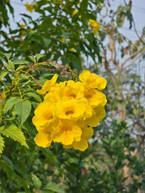 Güzel sarı Tecoma bahçeye çiçek salıyor.