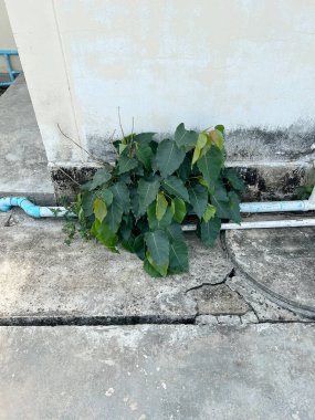 Beton zeminde bodhi ağacı