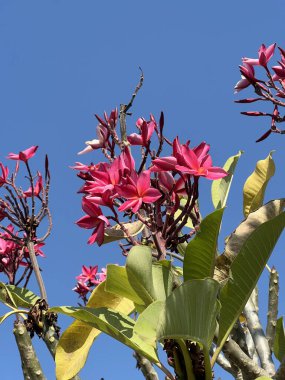 Bahçedeki tesisat çiçekleri