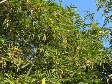 Yeşil bambu dalları, doğa bitki örtüsü.