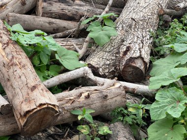 Ormandaki ağaç kütüğü